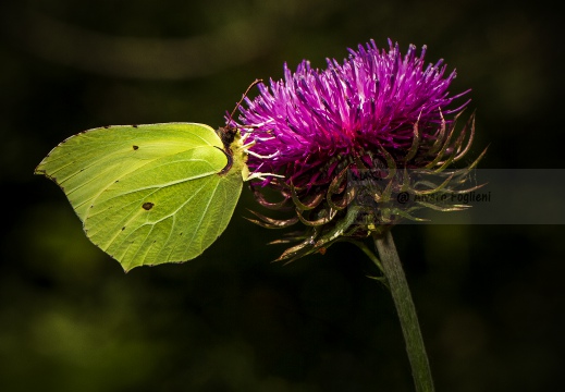 CEDRONELLA;  Common brimstone; Gonepteryx rhamni 