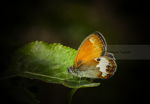 ARCANIA; Pearly heath; Coenonympha arcania 