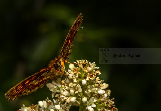 PAFIA; Silver-washed fritillary; Argynnis paphia