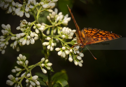 PAFIA; Silver-washed fritillary; Argynnis paphia