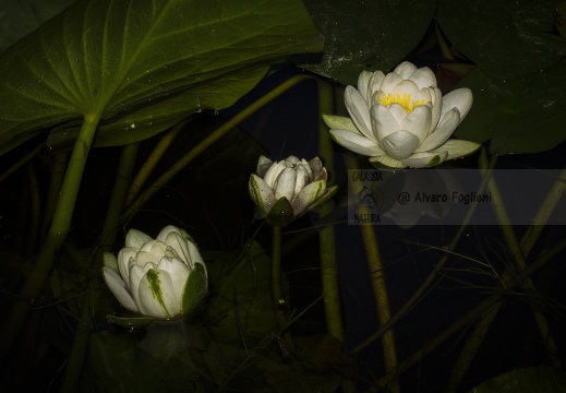 NINFEA; Nymphaea; Nymphaea