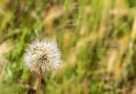 TARASSACO; Common dandelion; Taraxacum officinale
