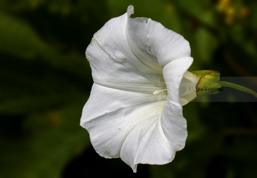 Fiore di campo - Parco agricolo urbano del Ticinello - Milano