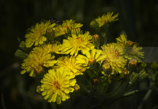 Fiore di campo - Parco agricolo urbano del Ticinello - Milano