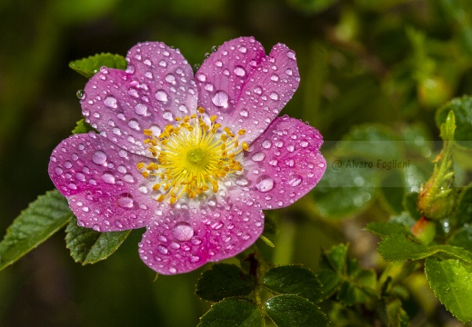 ROSA SELVATICA; Dog rose, Rosa canina