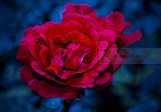 Rosa da giardino