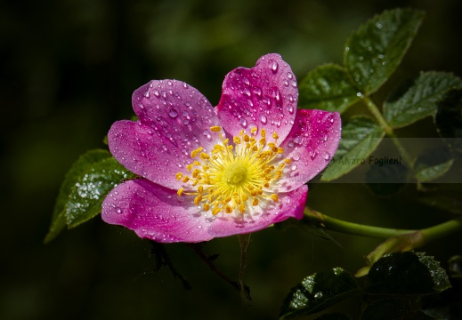 ROSA SELVATICA; Dog rose, Rosa canina