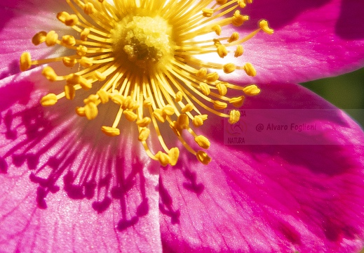 ROSA SELVATICA; Dog rose, Rosa canina