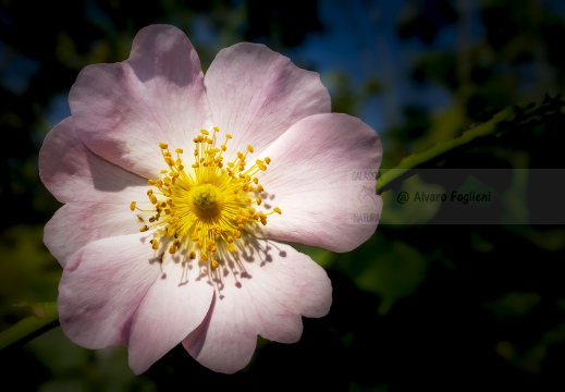 ROSA SELVATICA; Dog rose, Rosa canina