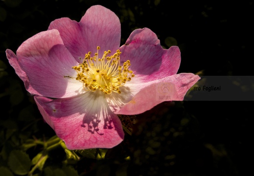 ROSA SELVATICA; Dog rose, Rosa canina