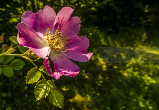 ROSA SELVATICA; Dog rose, Rosa canina