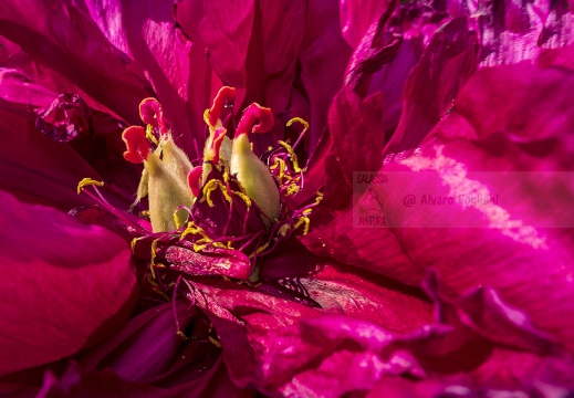 Il cuore del fiore