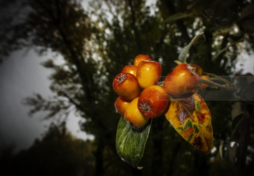 Frutti di bosco