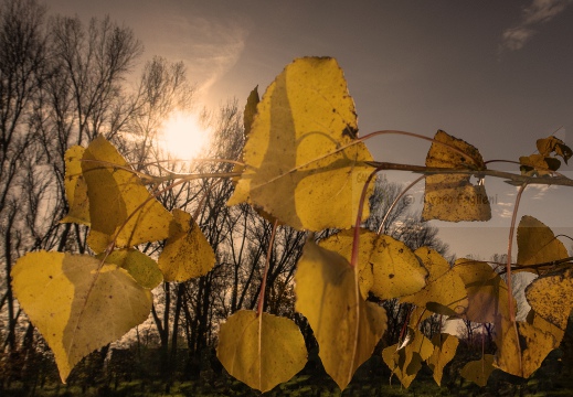 Autunno - Parco agricolo urbano del Ticinello - Milano
