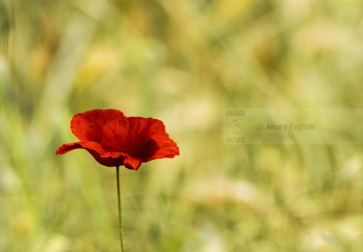 PAPAVERO; Common poppy; Papaver rhoeas L.