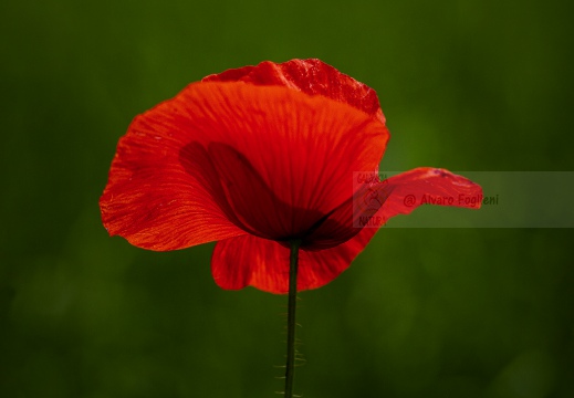 PAPAVERO; Common poppy; Papaver rhoeas L.