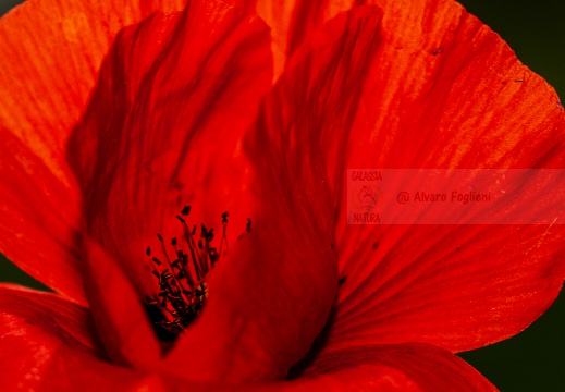 PAPAVERO; Common poppy; Papaver rhoeas L.