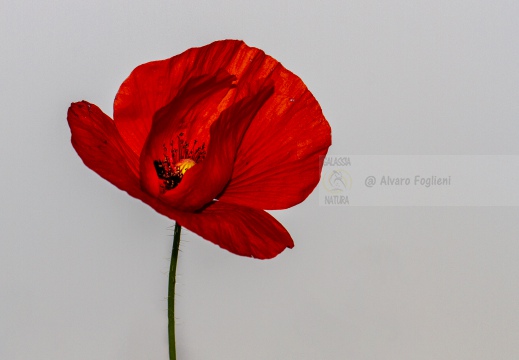 PAPAVERO; Common poppy; Papaver rhoeas L.