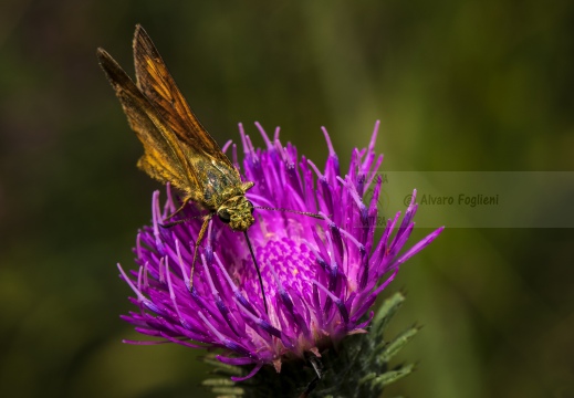 FARFALLA; Butterfly; Lepidoptera; Rhopalocères; Tagfalter;