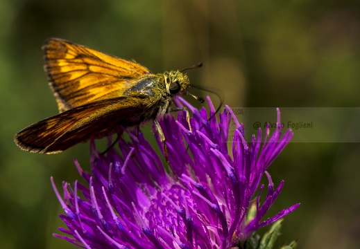 FARFALLA; Butterfly; Lepidoptera; Rhopalocères; Tagfalter;