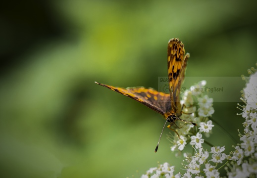 FARFALLA; Butterfly; Lepidoptera; Rhopalocères; Tagfalter;