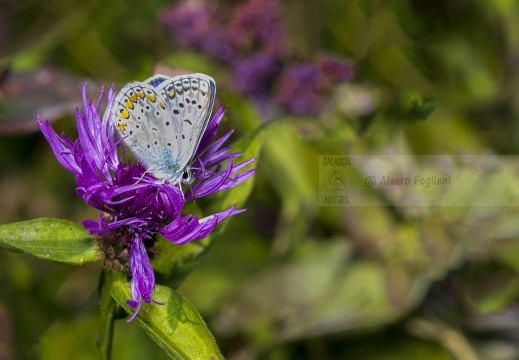 FARFALLA; Butterfly; Lepidoptera; Rhopalocères; Tagfalter;