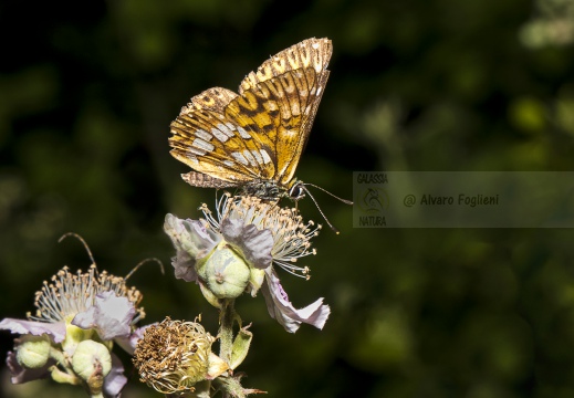 FARFALLA; Butterfly; Lepidoptera; Rhopalocères; Tagfalter;