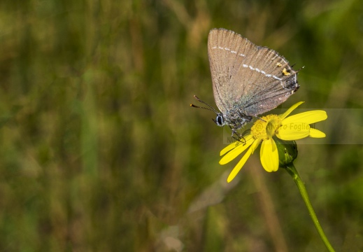 FARFALLA; Butterfly; Lepidoptera; Rhopalocères; Tagfalter;