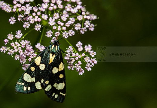 FARFALLA; Butterfly; Lepidoptera; Rhopalocères; Tagfalter;