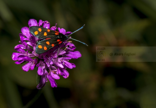 FARFALLA; Butterfly; Lepidoptera; Rhopalocères; Tagfalter;