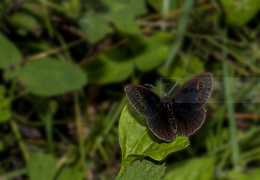 FARFALLA; Butterfly; Lepidoptera; Rhopalocères; Tagfalter;