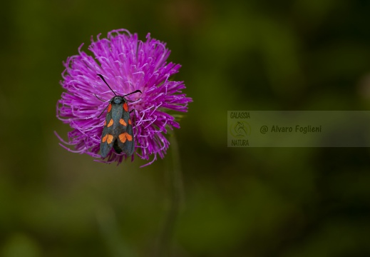 FARFALLA; Butterfly; Lepidoptera; Rhopalocères; Tagfalter;