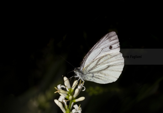 NAVONCELLA (Pieris napi)