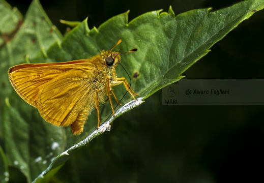 Hoclodes sylvanus - FARFALLA; Butterfly; Lepidoptera; Rhopalocères; Tagfalter;