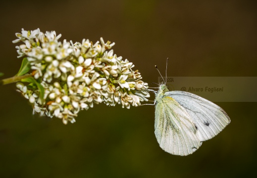 CAVOLAIA MINORE; Small white; Pieris rapae