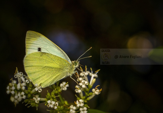 CAVOLAIA MINORE; Small white; Pieris rapae