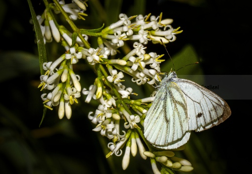 NAVONCELLA - Pieris napi 