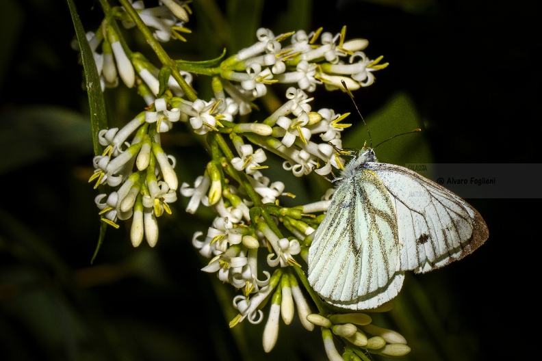 NAVONCELLA (Pieris napi) IMG_5559.jpg