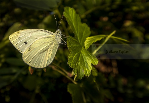 FARFALLA; Butterfly; Lepidoptera; Rhopalocères; Tagfalter;