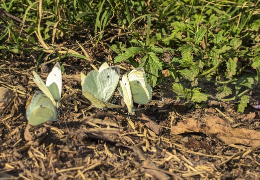 FARFALLA; Butterfly; Lepidoptera; Rhopalocères; Tagfalter;