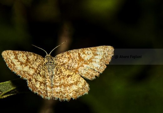 FARFALLA; Butterfly; Lepidoptera; Rhopalocères; Tagfalter;