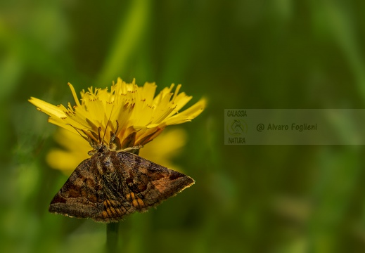 FARFALLA; Butterfly; Lepidoptera; Rhopalocères; Tagfalter;