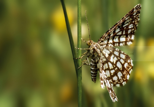 FARFALLA; Butterfly; Lepidoptera; Rhopalocères; Tagfalter;