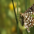 FARFALLA; Butterfly; Lepidoptera; Rhopalocères; Tagfalter;