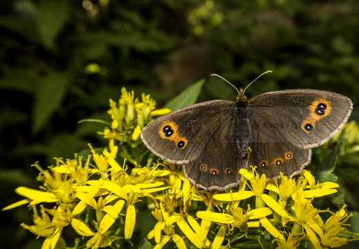 Satyrus ferula; Great sooty satyr