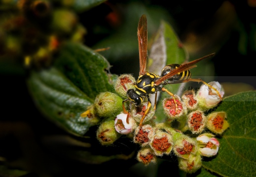 Polistes gallicus - Vespa