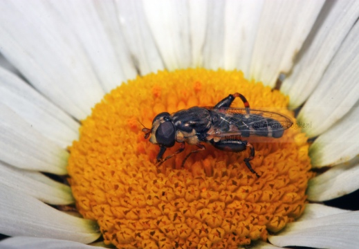SIRFIDE DALLA GAMBE GROSSE - Syritta pipiens