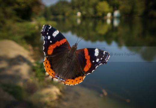 Vanessa atalanta - ATALANTA