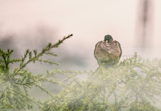 COLOMBACCIO; Wood Pigeon; Columba palumbus