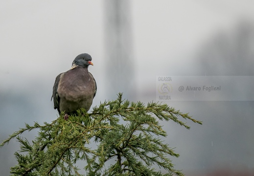 COLOMBACCIO; Wood Pigeon; Columba palumbus